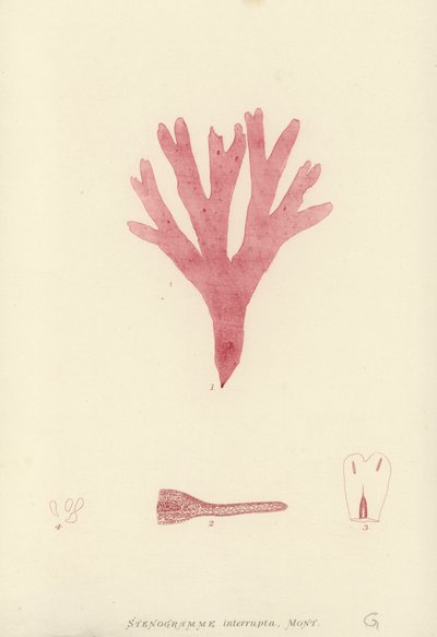 İngiliz Deniz Yosunu (doğa baskılı) by English School